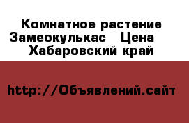 Комнатное растение Замеокулькас › Цена ­ 600 - Хабаровский край  »    